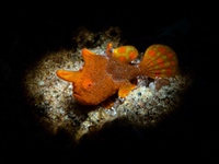 frogfish18-warty