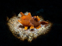 frogfish19-warty