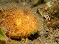 frogfish2-striated