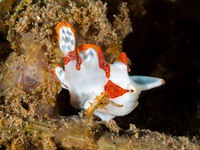 frogfish5-warty