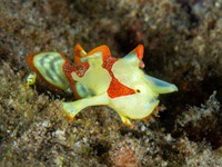 frogfish6-warty