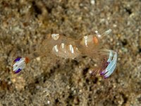 magnificent_anemone_shrimp