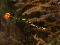 orange-banded_pipefish