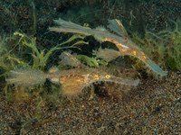 roughsnout_ghost_pipefish1
