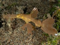 roughsnout_ghost_pipefish2