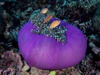 anemone2