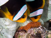 anemonefish_eggs
