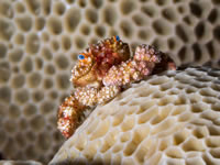 blue-eyed_coral_crab