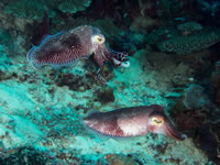 cuttlefish2
