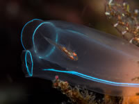 goby_in_tunicate