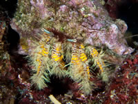 hairy_yellow_hermit_crab