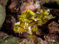 leaf_scorpionfish-yellow