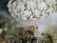 mushroom_coral_pipefish