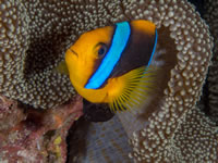 orange-finned_anemonefish