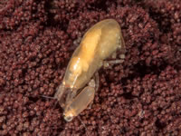 soft_coral_snapping_shrimp1