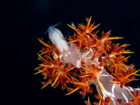soft_coral_snapping_shrimp2
