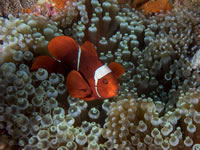 spinecheek_anemonefish