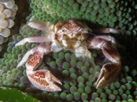 spotted_porcelain_crab