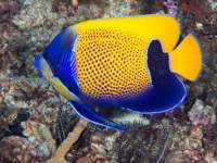 blue-girdled_angelfish