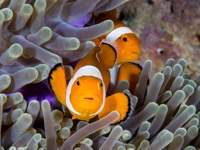 false_clown_anemonefish2