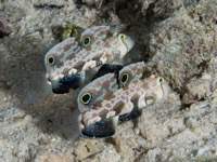 signal_goby1