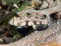 signal_goby2