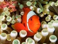 spinecheek_anemonefish1