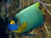 yellow-mask_angelfish