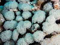 bubble_coral