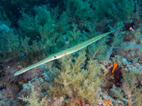 cornetfish