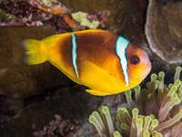 red_sea_anemonefish1