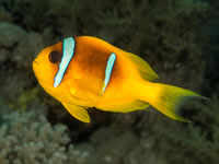 red_sea_anemonefish2