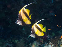red_sea_bannerfish