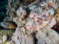 scorpionfish