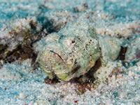 stonefish-juvenile