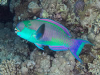 turquoise_parrotfish