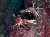 channel_clinging_crab2