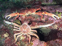 channel_clinging_crab5
