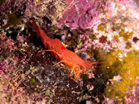 red_night_shrimp