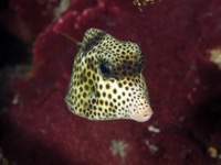 spotted_trunkfish