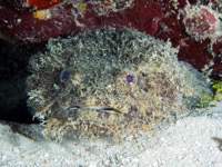 toadfish