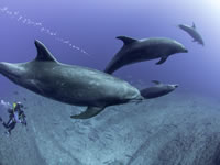 dolphins3