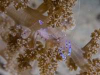 anemone_shrimp