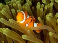 anemonefish1-clown