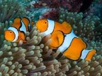 anemonefish2-clown