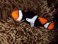 anemonefish3-clown