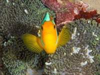 anemonefish4-white-bonnet