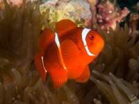 anemonefish6-spinecheek