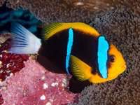 anemonefish7-orangefin