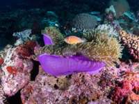 anemonefish8-pink